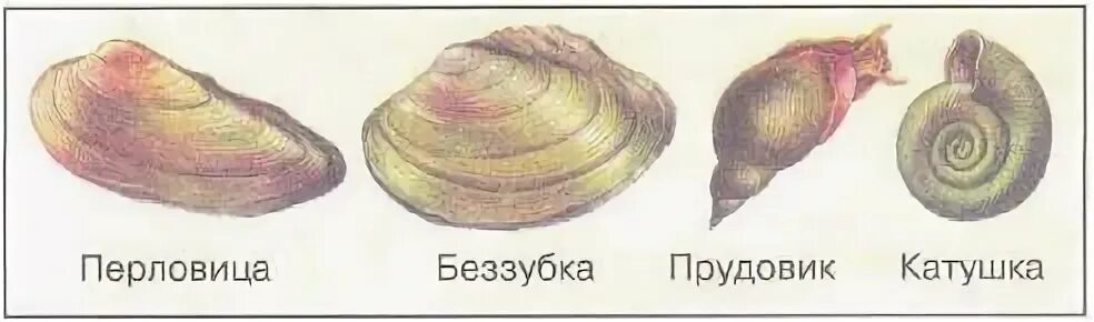 Сходства и различия внешнего строения раковин прудовика