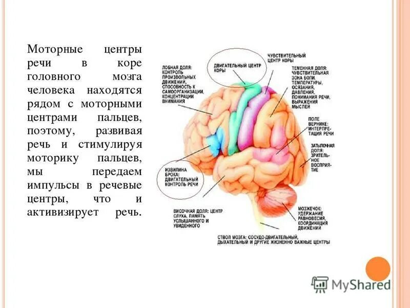 Двигательный центр находится. Речевые центры в коре головного мозга располагаются. речевой центр коры головного мозга расположен. мелкая моторика кора головного мозга. речевые центры головного мозга с центрами моторики рук.