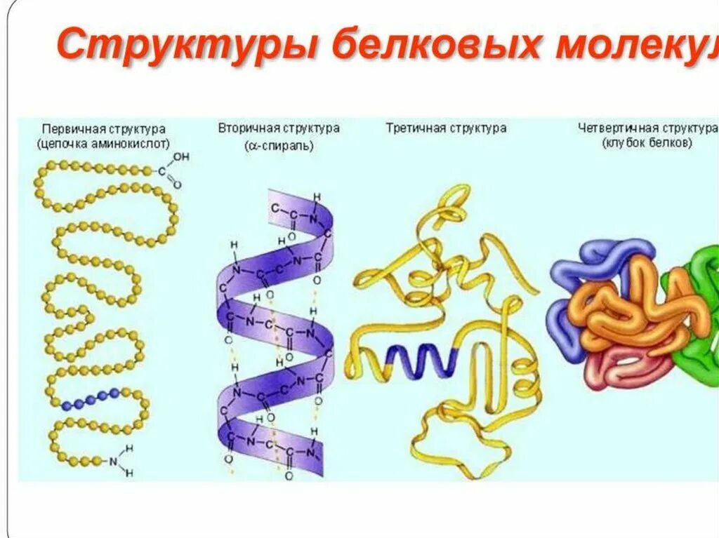 Белки первичная вторичная третичная четвертичная структуры. Белки первичная структура вторичная третичная. Молекула белка схема третичная структура. Белковая молекула третичная структура. В организации белковых