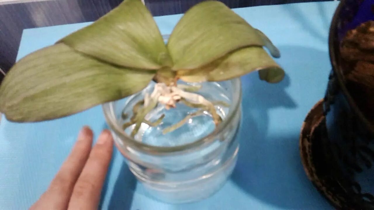 Тургор у орхидеи. Реанимация орхидеи с вялыми листьями. Орхидея вниз листьями реанимация.