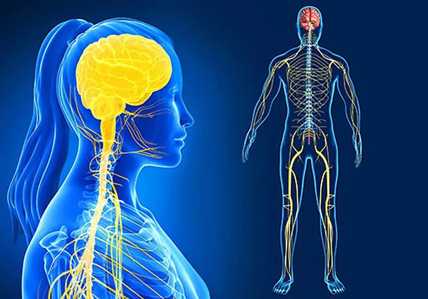 Brain nerve. Нервная система человека. Организм человека нервная система. Центральная нервная система. Нервная системачеловнка.