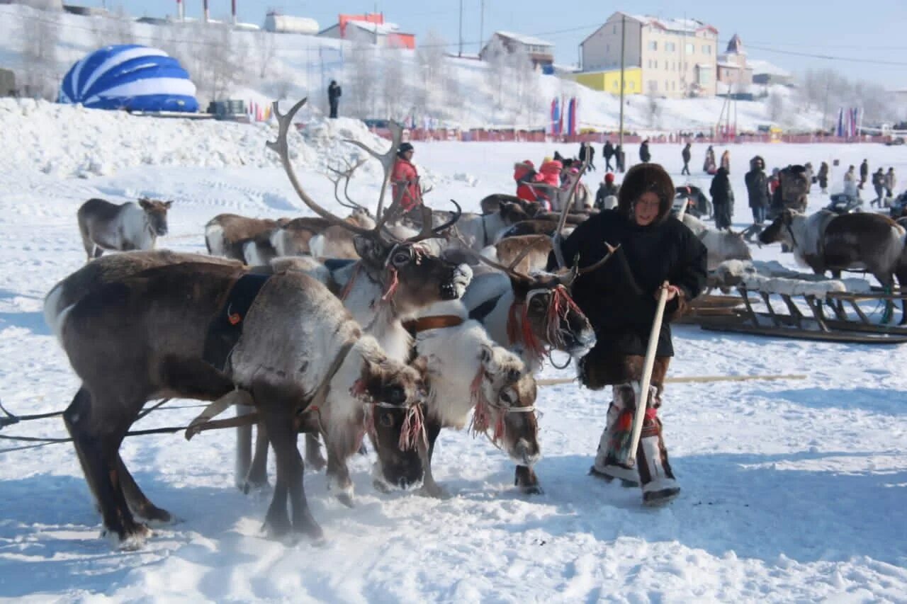 Яр Сале день оленевода в Яр. Праздник оленевода в Салехарде. День оленевода Салехард 2022. День оленевода Яр Сале 2021. Салехард 2022