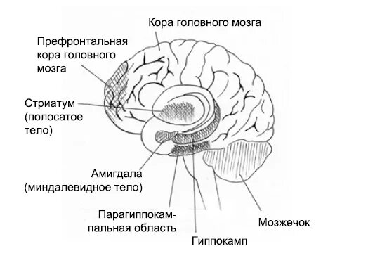 Лимбическая система полосатое тело.