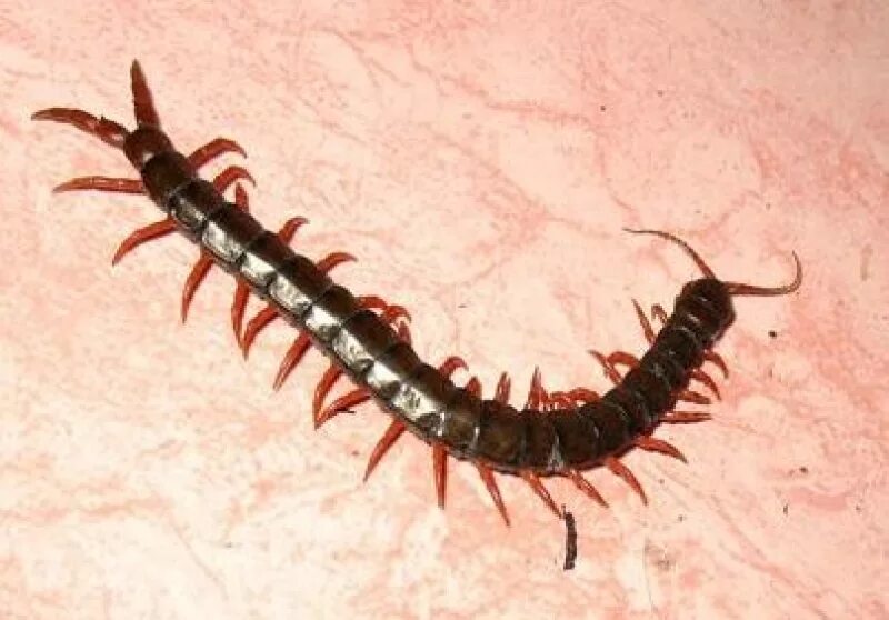 Сороконожка двухвостка. Крым насекомое с клешнями. Собака сороконожка. Мутированные насекомые. Экзотические породы собак.