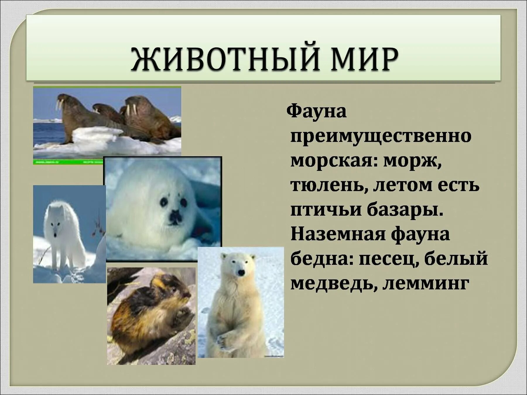 Животный мир арктических и антарктических пустынь. Арктические пустыни животные. Животные в арктических пустынях. Животные зоны арктической пустыни.