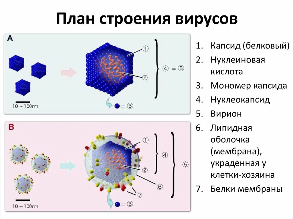 Капсид белковая оболочка вируса. Строение вируса Вирион капсид. Икосаэдрический капсид. Строение вируса капсид нуклеиновая кислота. Адсорбция вируса