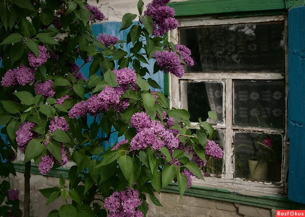 цветы художника чепкасова татьяна живопись. сирень патио. художник татьяна черных деревенские мотивы. татьяна черных сирень. сирень в деревне.