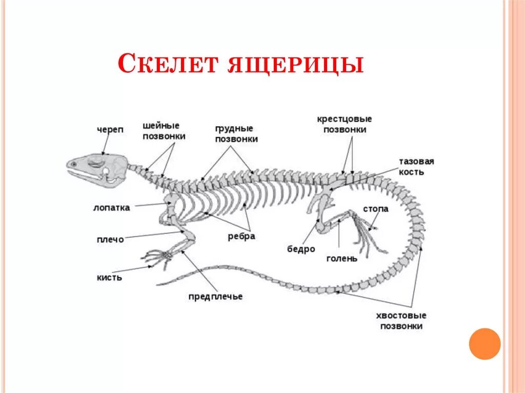 Анализ ящерица. Особенности строения скелета ящерицы. Особенности строения скелета черепахи. Скелетное строение змеи. Особенности строения скелета пресмыкающихся.