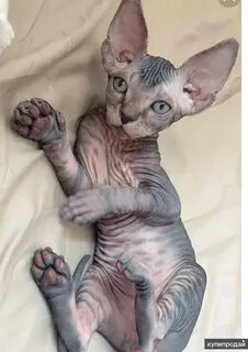 Котенок сфинкс спб