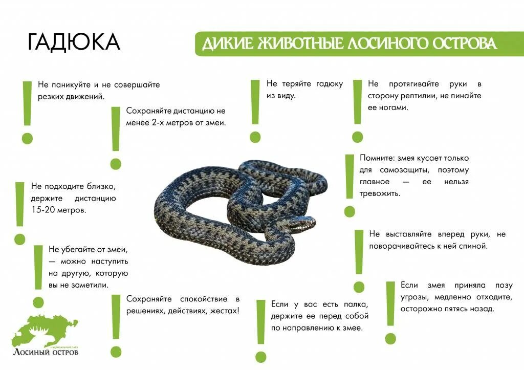 При укусе змеи запрещается