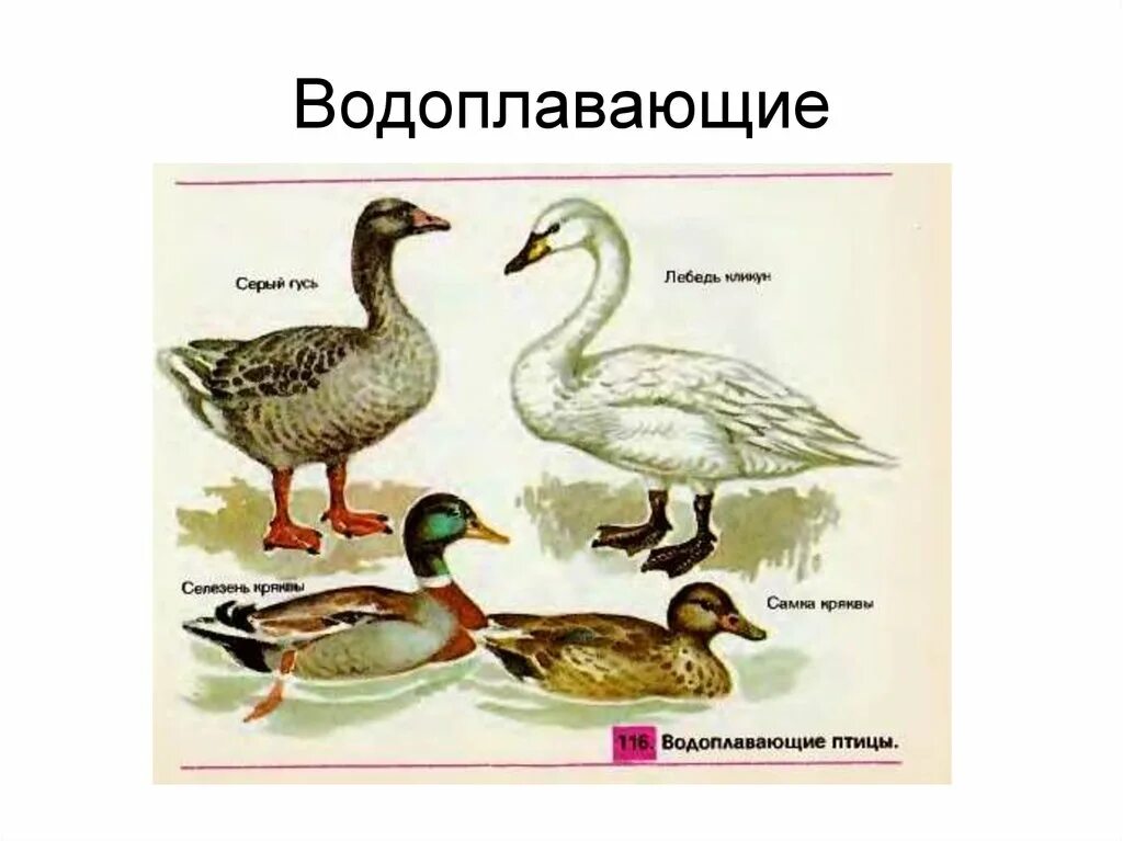 Водоплавающие перелетные птицы для дошкольников. Особенности водоплавающих птиц. Перелетные птицы водоплавающие птицы. Водоплавающие домашние птицы для детей. Водоплавающие птицы для дошкольников.