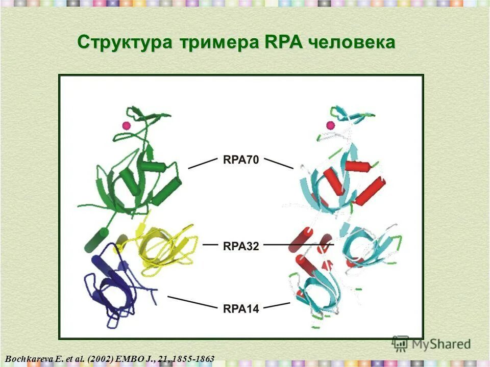 Рисунок биополимеров