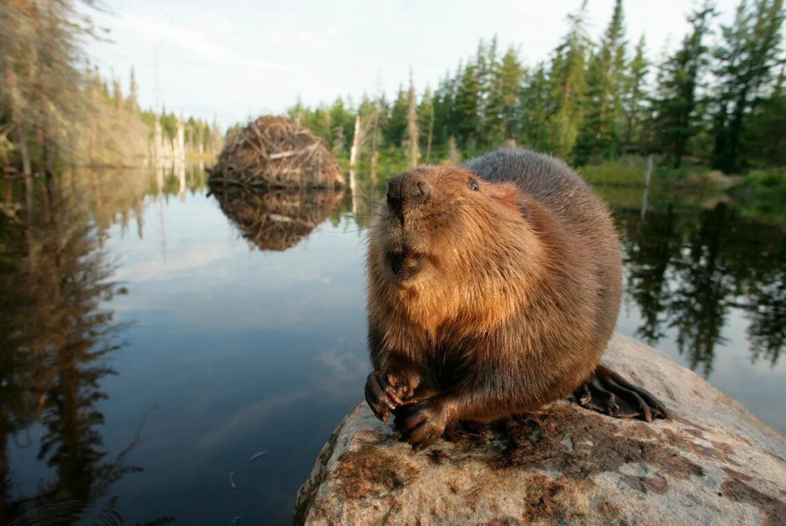 Западносибирский речной бобр (castor fiber pohlei). Бобр 3. Бобры в вологодской области. Бобр речной обыкновенный. Бобр (castor fiber linnaeus, 1758).