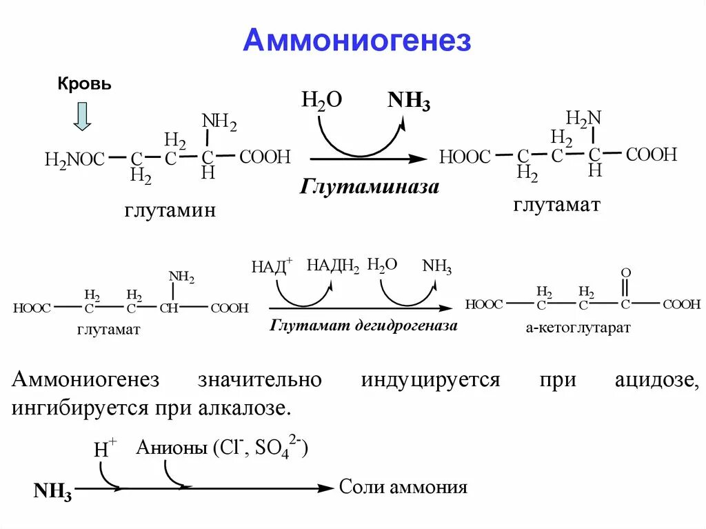 Аммониогенез. Ацидогенез и аммониогенез. аммониогенез в почках схема. аммониогенез биохимия реакции. схема аммониогенеза.