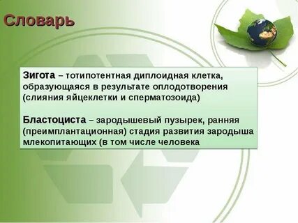 Диплоидная зигота