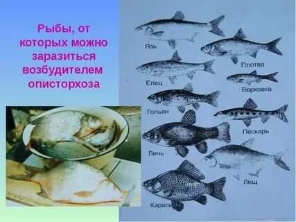 Пелядь описторхоз