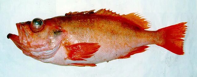 Pacific Ocean Perch (Sebastes alutus) Fish, Ocean perch, Fish list