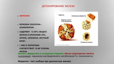 Железо и ферритин в чем отличие