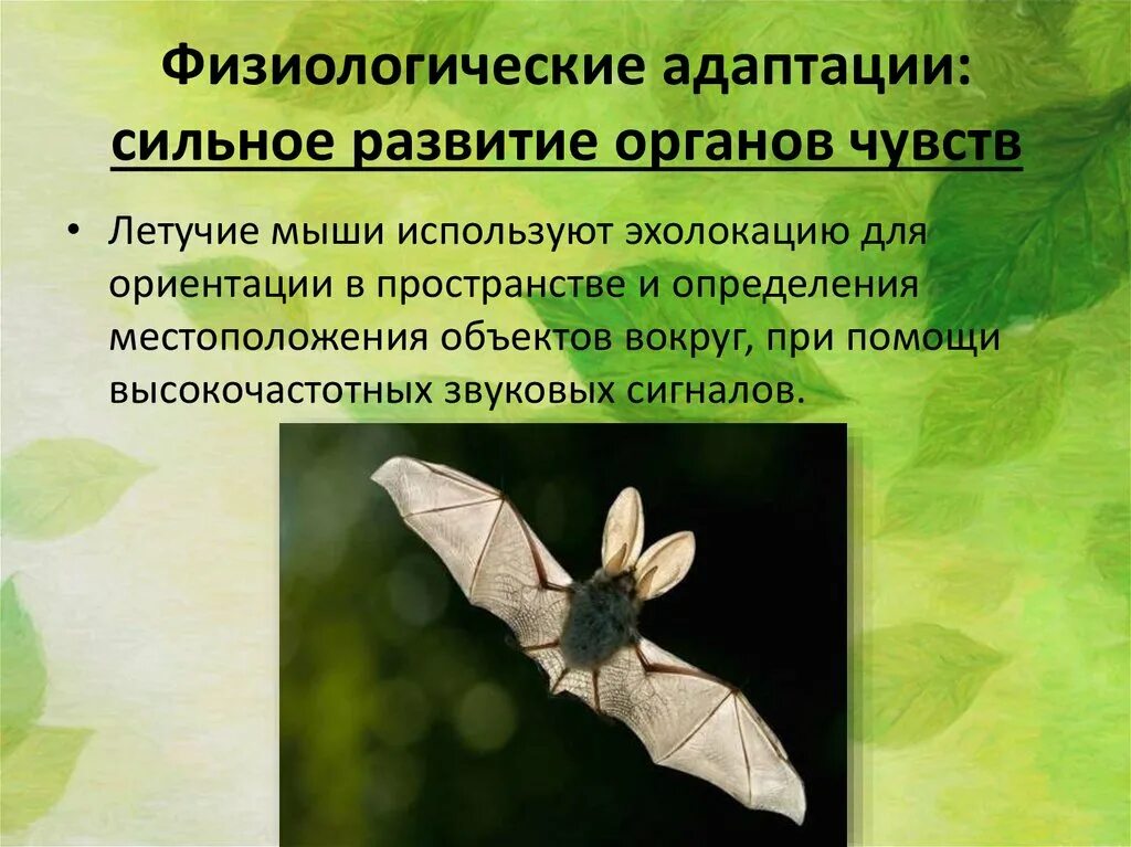 Адаптации дарвин. Физиологические адаптации. Физиологические адаптации животных. Физиологические адаптации примеры животных. Летучая мышь физиологическая адаптация.