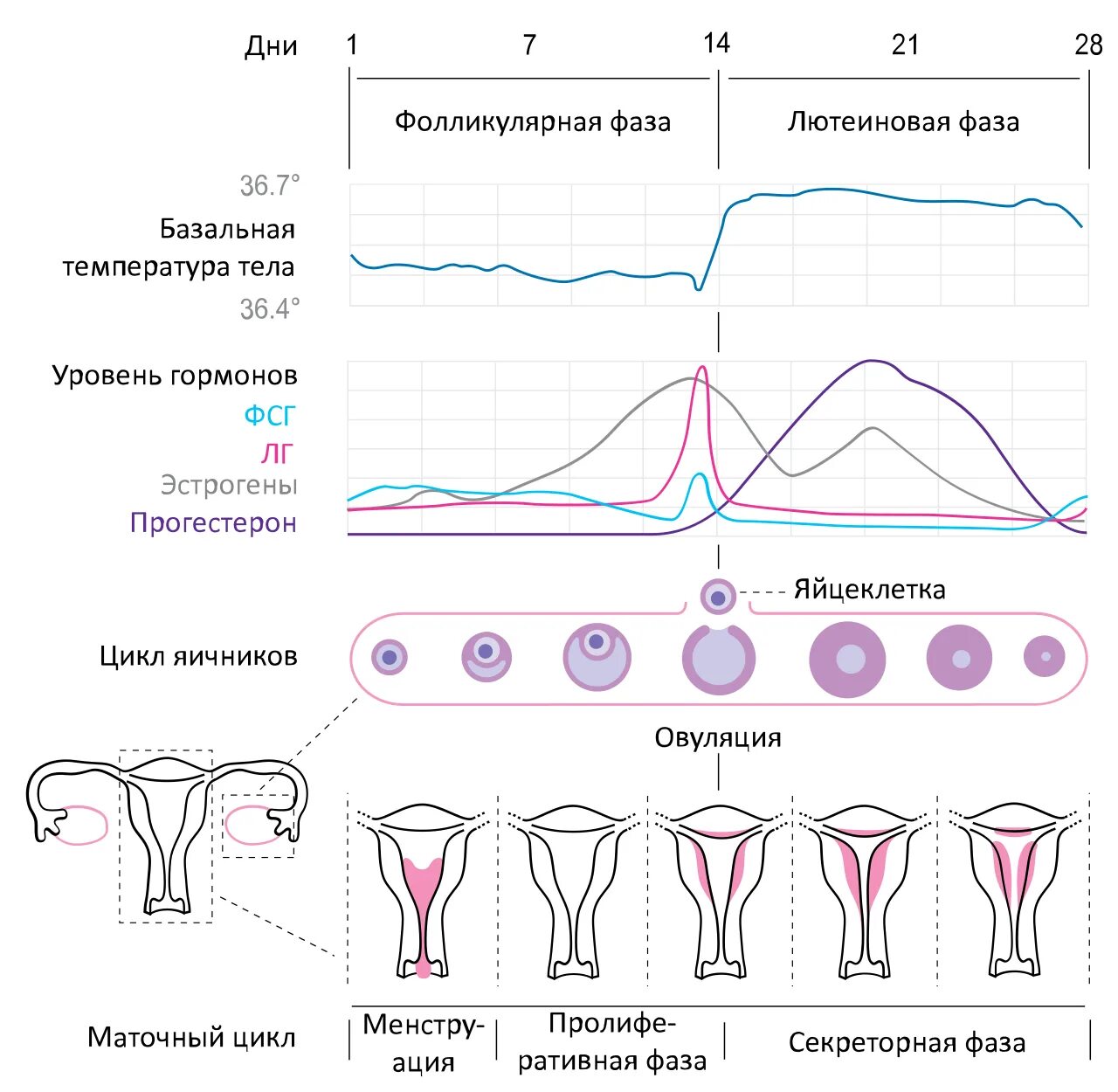 Фазы менструационного цикла таблица. Лютеиновая фаза менструационного цикла. фазы цикла менструационного цикла. менструальный цикл -фазы овуляция. маточный цикл фазы схема.
