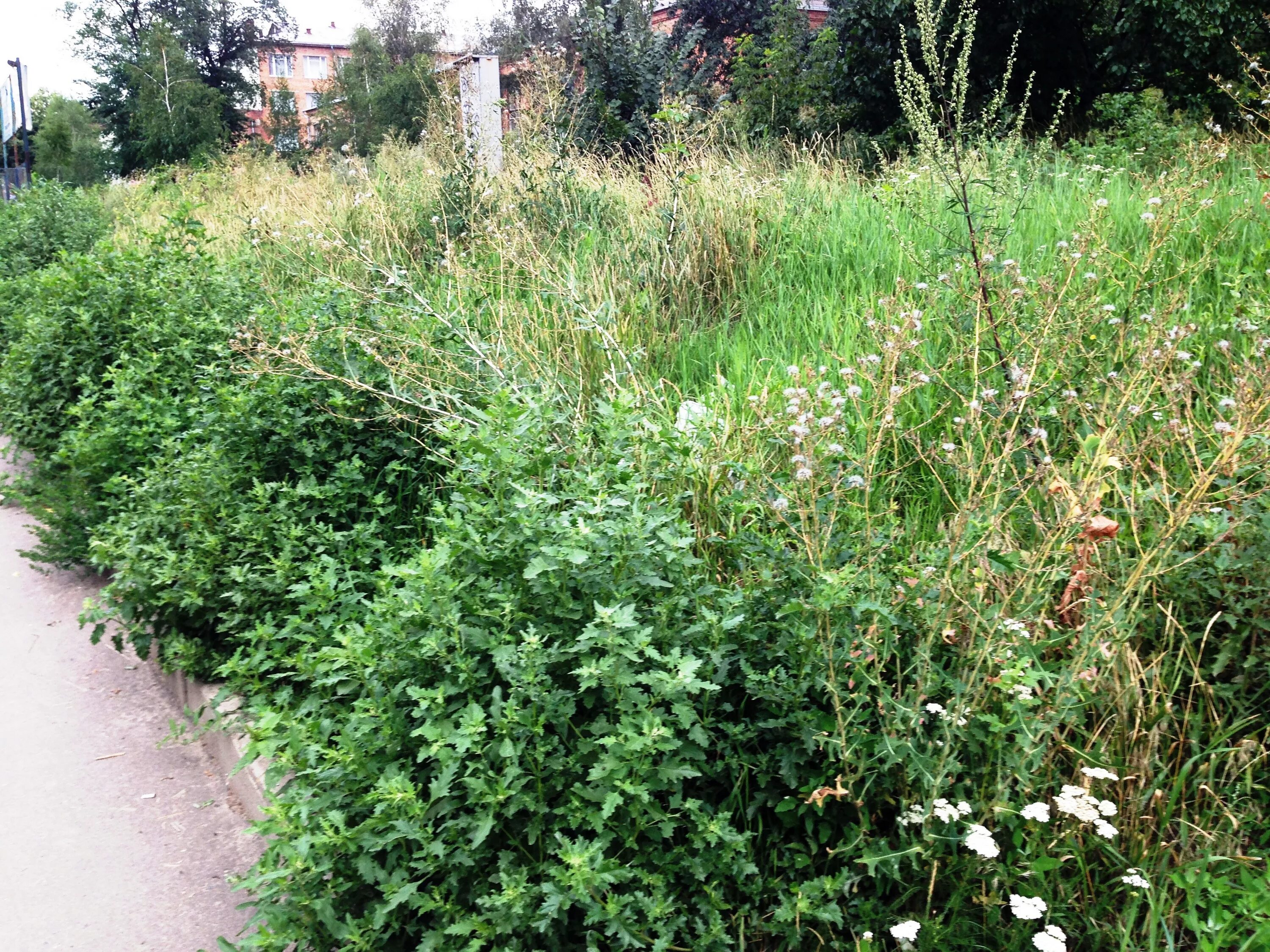 Бурьяном 3. Бурьян тамбов. Бурьяном 3. Расчистка участка в московской области. Бурьяном 3.