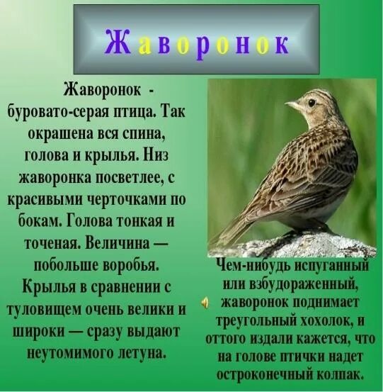 Жуковский жаворонок читать. Жуковский жаворонок 2 класс. загадка про жаворонка. стихотворение жаворонок. прочитать про жаворонка.