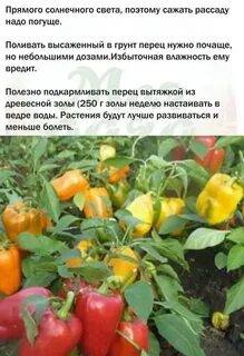 Какое удобрение любит перец