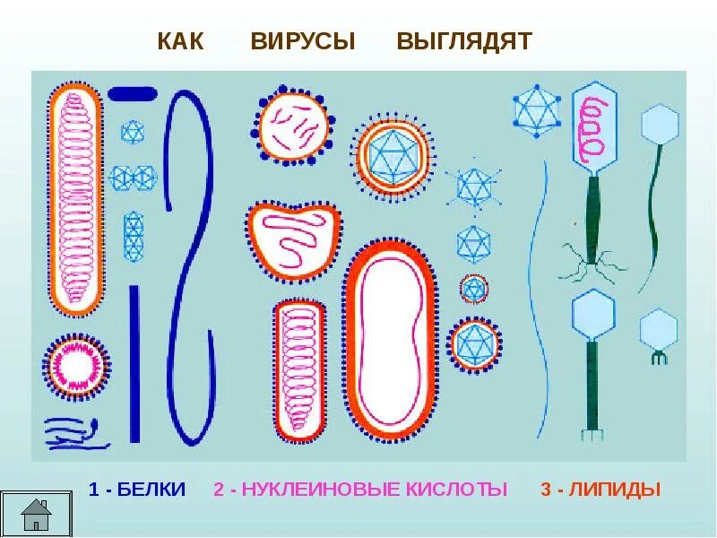 Вирус состоит из нуклеиновой кислоты и белка. Вирусы биология. вирусы картинки по биологии. вирусы плакат по биологии. вирусы 5 класс.