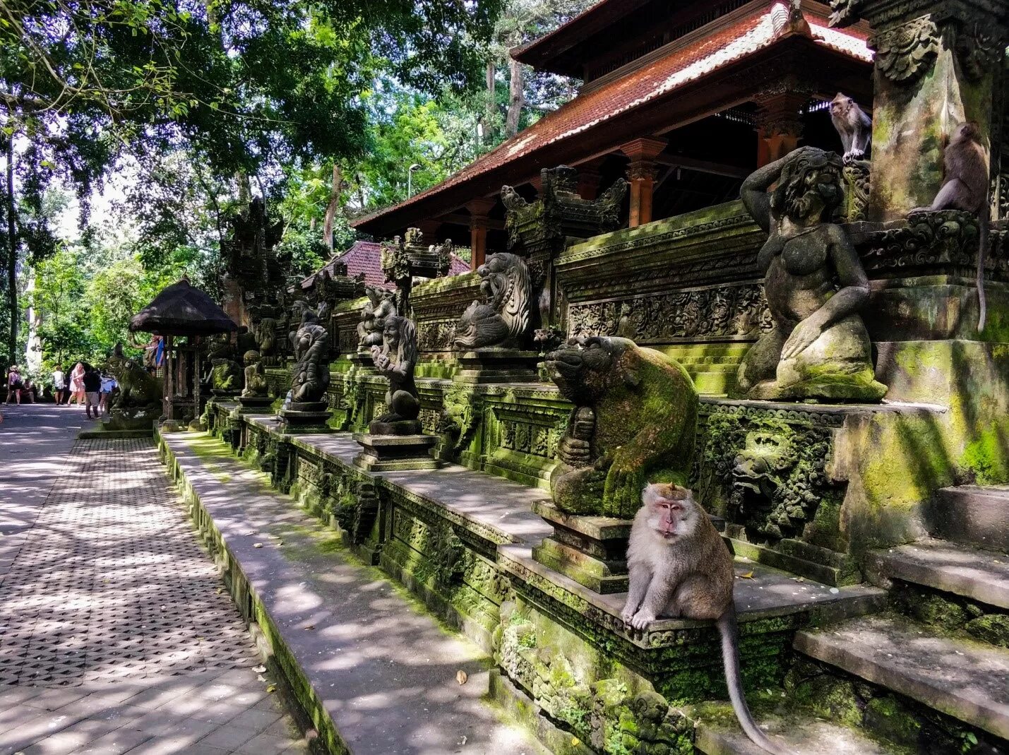 Monkey Forest, Ubud, Bali, Indonesia Bali, Animals images, Monkey forest