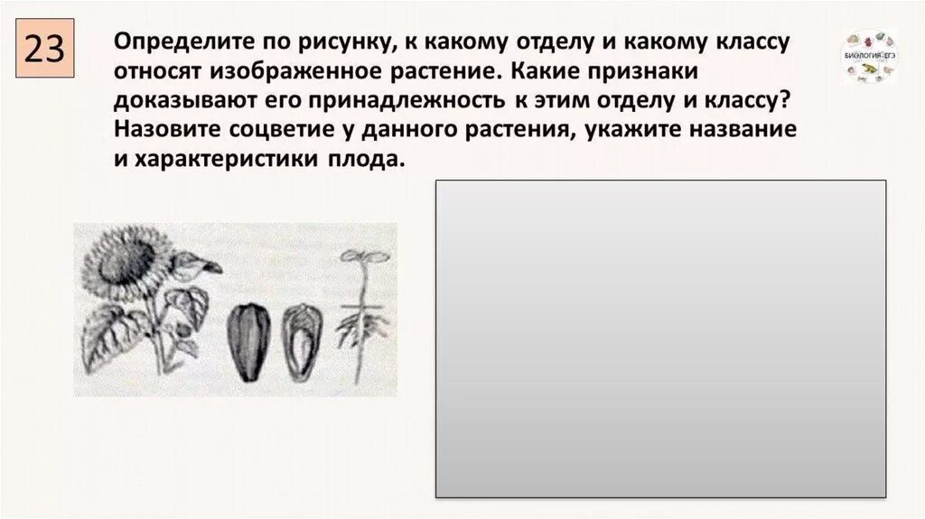 К какому классу относится растение изображенное на рисунке. Отделу и классу относят это растение. К какому классу относят растение изображенное на рисунке. К какому отделу относится это растение.