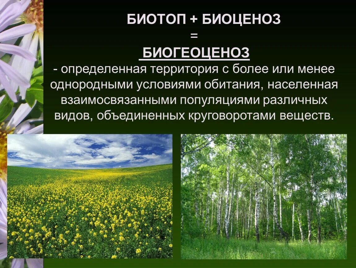 В отличие от экосистем биогеоценозы. Экосистема биоценоз биотоп. Биотоп = биоцеоноз + био. Биогеоценоз биотоп биоценоз. Многообразие биогеоценозов экосистем.