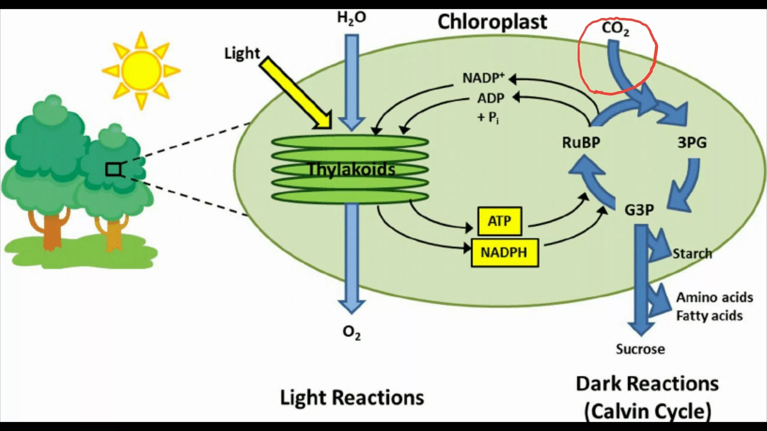 Energy process. Цикл Кальвина в хлоропластах. Фотосинтез в аквариуме. Photosynthesis Chemical process. Photosynthesis Reaction.