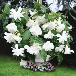 Бегония пендула