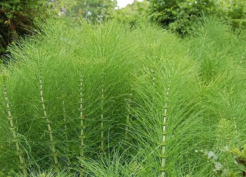 Хвощ полевой растение. Хвощ полевой Equisetum arvense l.. Хвощ камышовый. Хвощ казацкий. Почему хвощ высшее растение