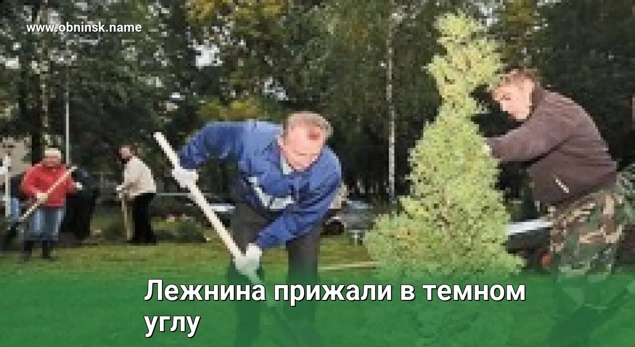 Питомник посадка деревьев. Машина для посадки деревьев. аллейная посадка деревьев. высадка деревьев в парках хабаровска. пересадчик деревьев.