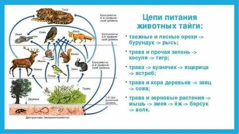 Какие экологические связи сложились в тайге 4
