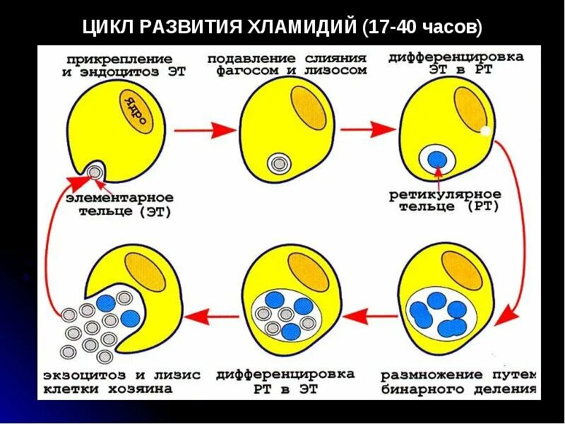 Развитие хламидий