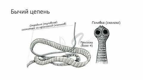 Виды бычий цепней