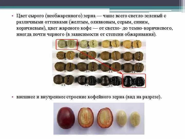 Как отличить зерна сырого кофе. Как отличить зерна сырого кофе от жареного. Как отличить зерна сырого кофе от жареного кратко. Сырые зерна.