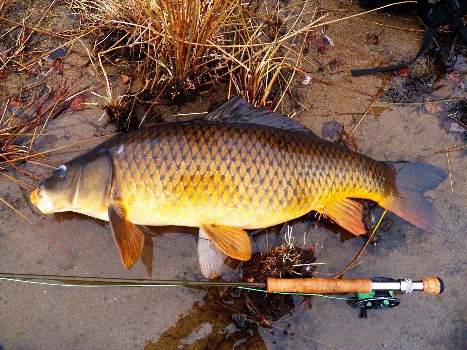 Рыбалка на сазана. Донской сазан. День сазана. День сазана. Крупный сазан.