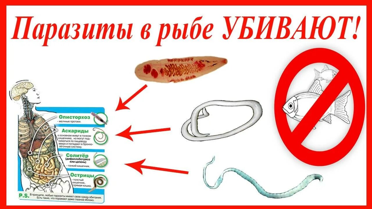В семге есть паразиты. Паразиты в организме рыбы. гельминтозы паразитирующие в рыбе.