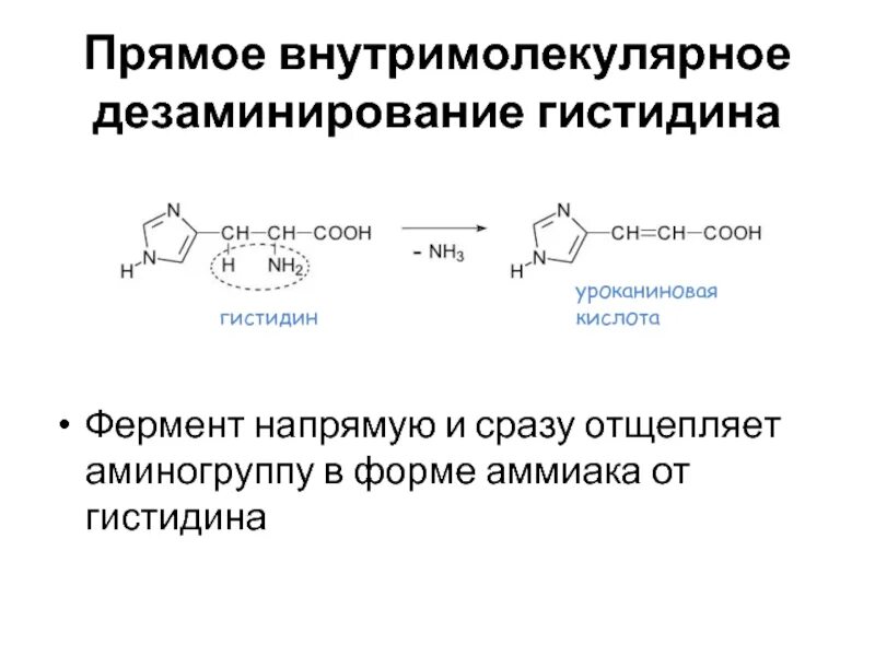 Внутримолекулярное дезаминирование аминокислот. Непрямое дезаминирование тирозина. Дезаминирование аминокислот ферменты. Дезаминирование тирозина реакция.