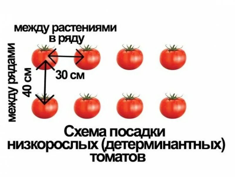Помидоры сажают на расстоянии друг. Схема высадки томатов в открытом грунте. Схема посадки низкорослых томатов в открытый грунт. Схема посадки детерминантных томатов. Схема посадки низкорослых помидор в теплице.