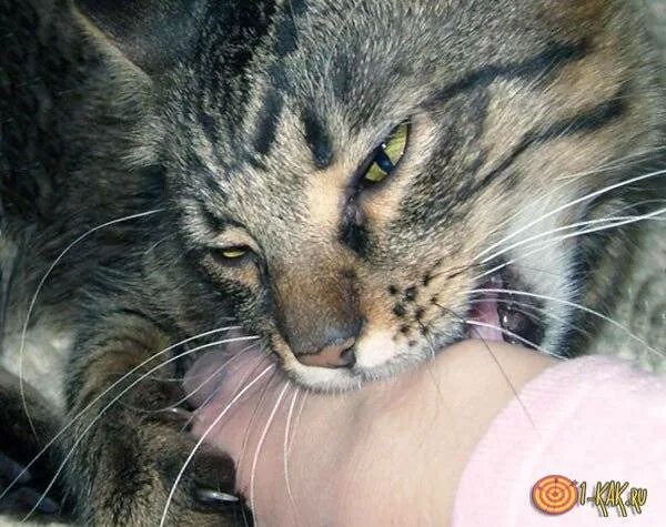 Почему кот кусает без причины. Кошка кусается. котики кусаются. котик кусается и царапается.