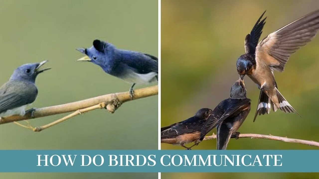 Birds communication. Communication with Birds. Как переписывались птицами. Birds to each other.