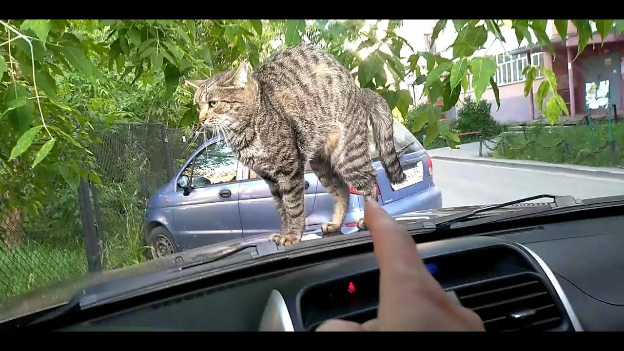 Кошка на капоте. Кот на капоте. Кошка в машине. Коты на капоте. Кот катается на капоте.