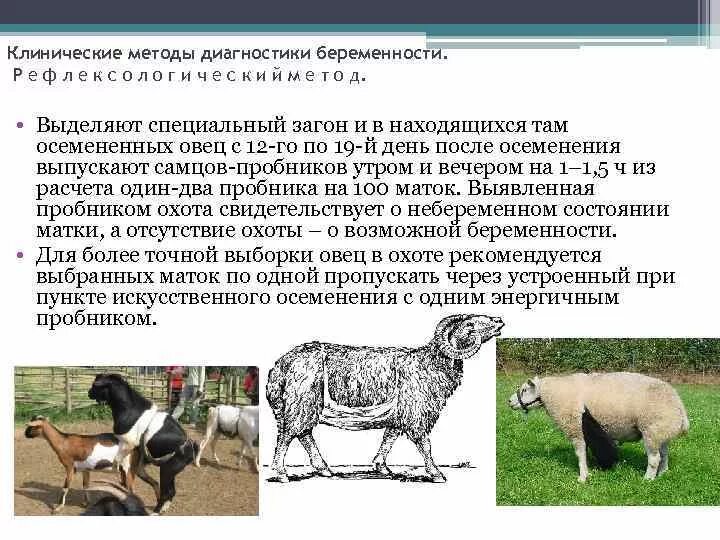 Определение беременности животных. Методы диагностики беременности. клинические методы диагностики беременности. лабораторные методы диагностики беремен. клинические методы определения беременности у животных.