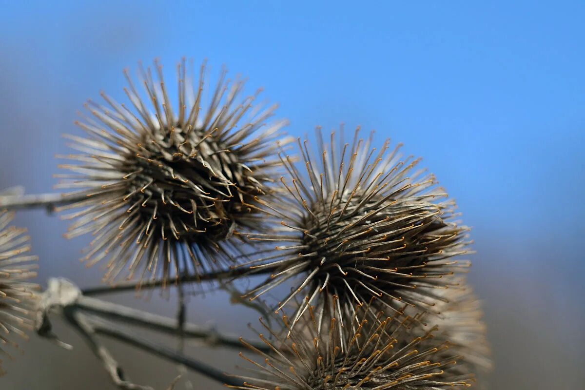 Репейник лопух сухой. Репейник растение семена. Сухой репейник. Репях полевой. Биомимикрия репейник.