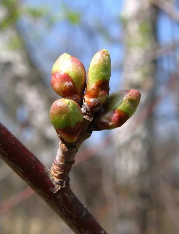 Почки цветов. Распускаются почки сирени. Листовая почка у растений. Распускание почек вишня. Почки сирени.