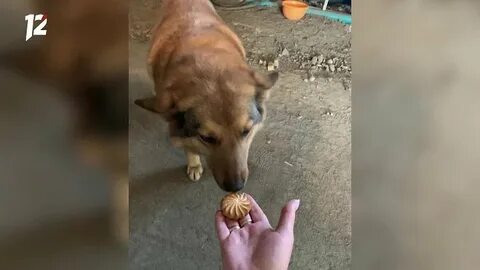 Собака грела ребенка в лесу